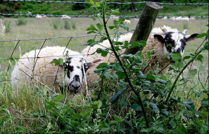 a lock of lambs
