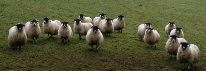 Apprehensive yows