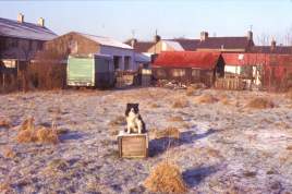 Tudor in his yard