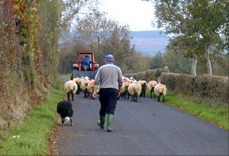 Mann, Schaf und Hund