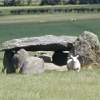 The dolmen at Carrick East