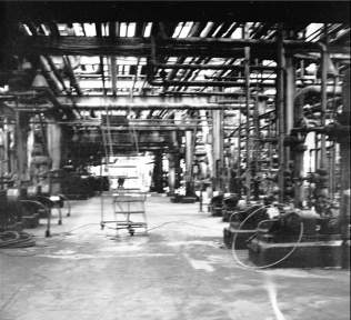 The old plant
