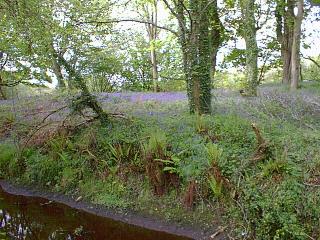 The forest floor with a blue sheen