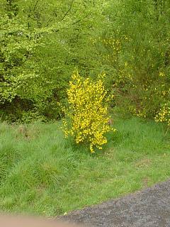 Golden gorse bush
